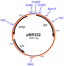 pBR322 - Wikipedia