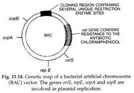 Genetic Map of Bacterial Artificial Chromosome (BAC) Vector | Dna  technology, Recombinant dna, Short essay