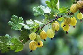 Amla Berries for Skin, a Great Source of Vitamin C